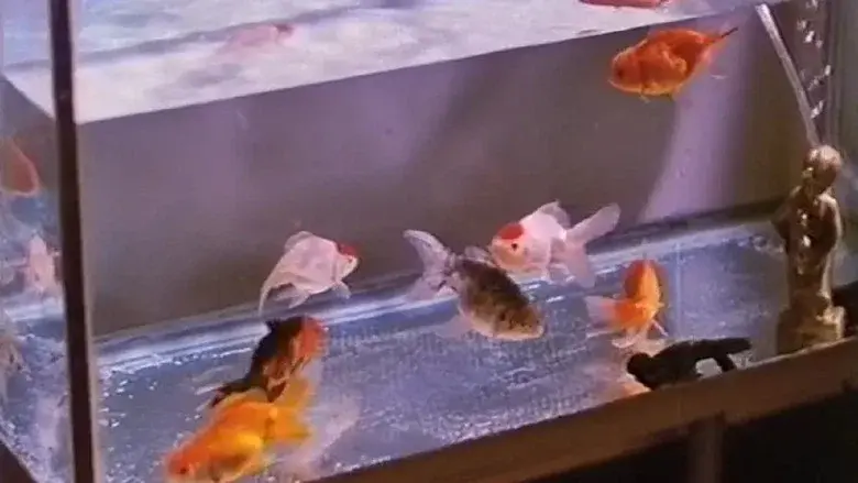 Goldfish still 1