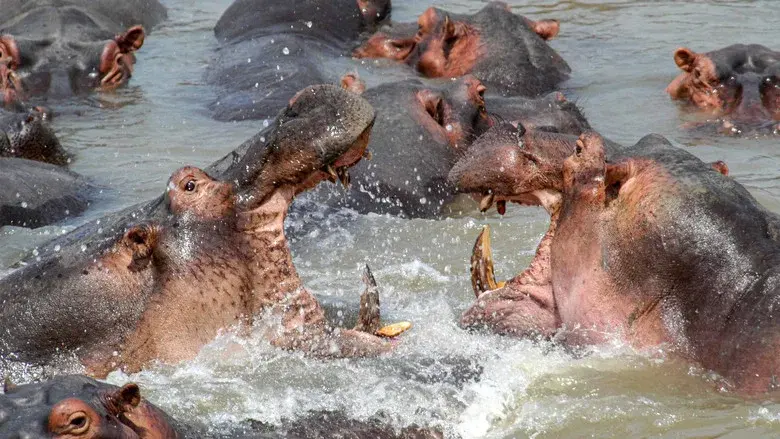 Africa's Deadliest still 4