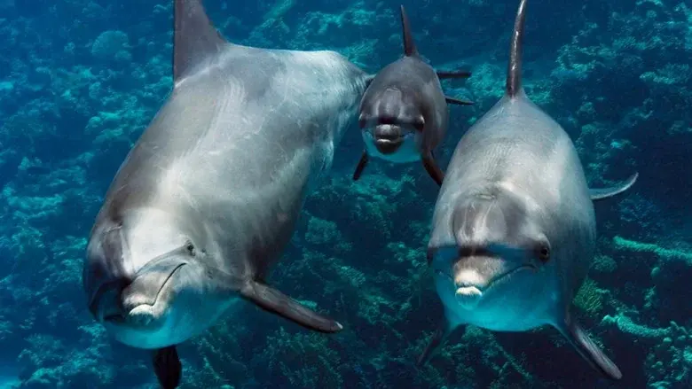 Our Earth - Our Oceans still 1