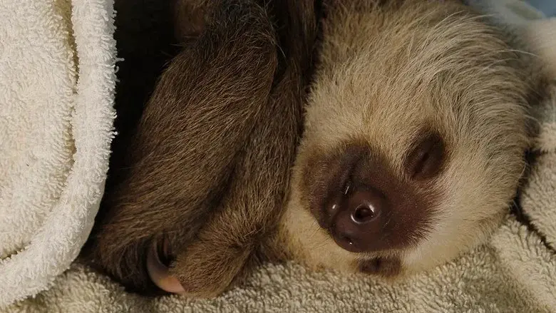 Meet the Sloths still 4
