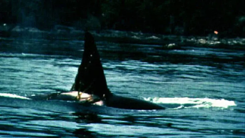 Island of Whales still 1