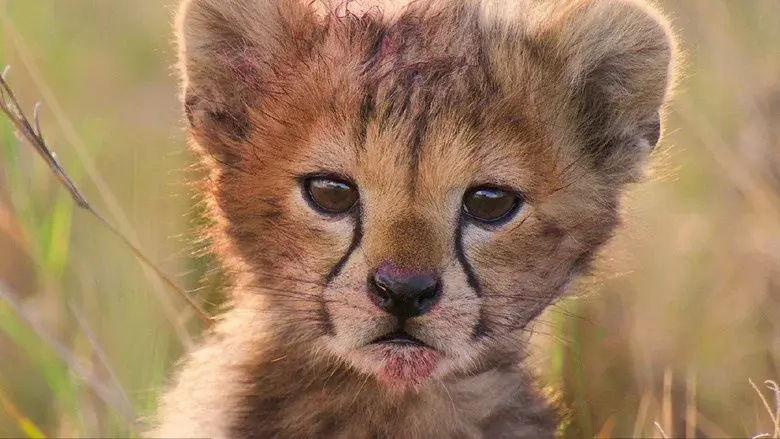 Born in Africa still 2