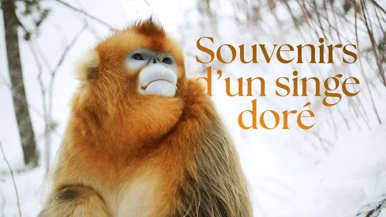 Souvenirs d'un singe doré still 3