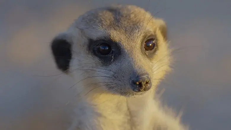 Africa's Wild Year still 4