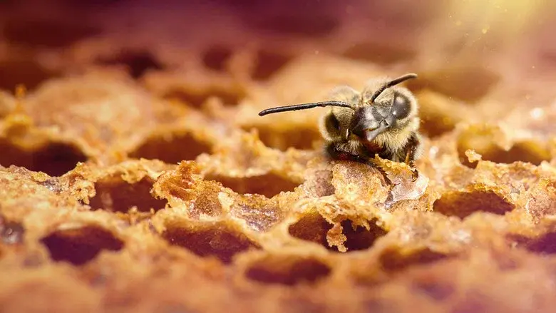 Secrets of the Bees still 5