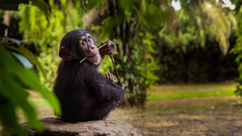 Baby Chimp Rescue still 6