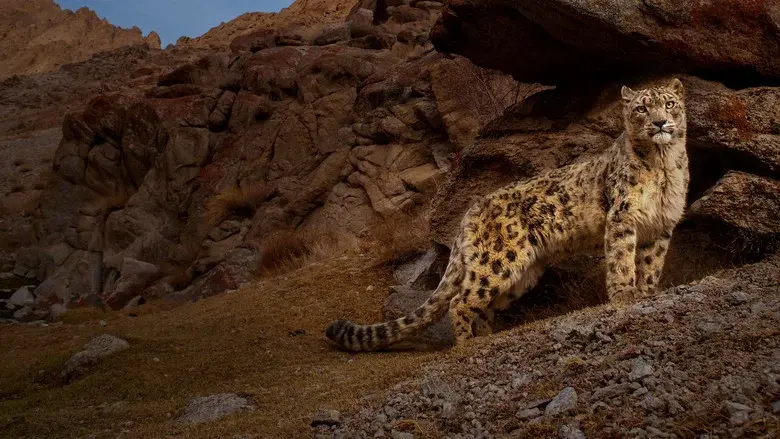 Wild Cats of India still 5