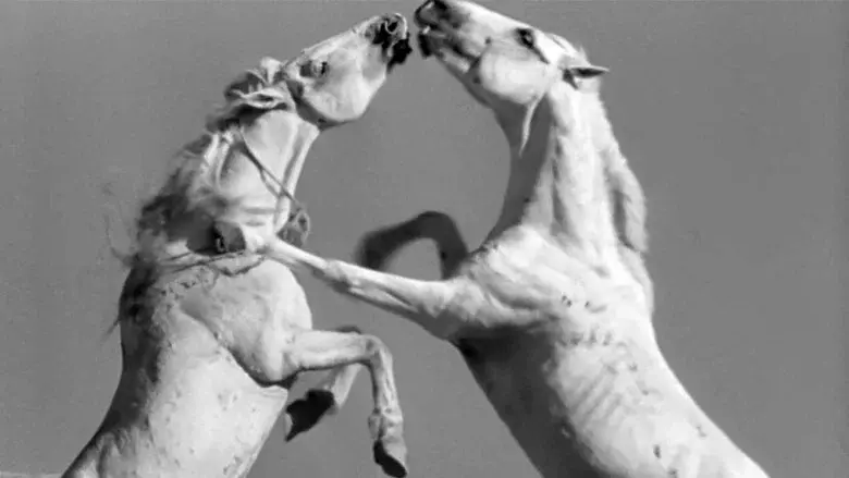 White Mane still 7