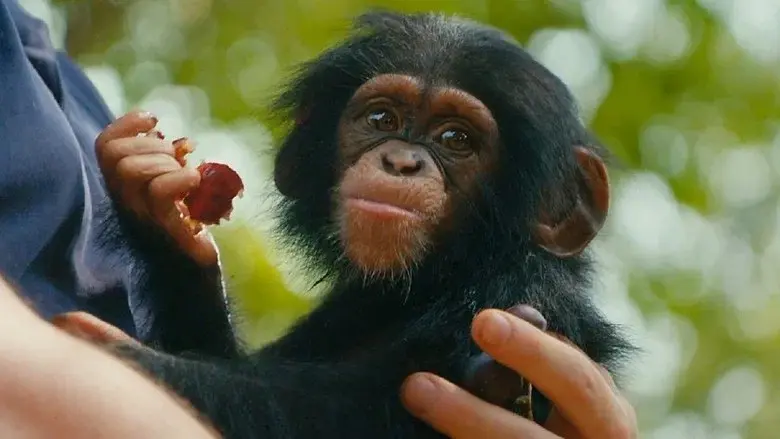 Baby Chimp Rescue still 5