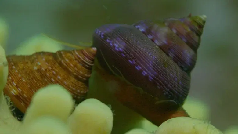 Shells: Shaped by Nature still 5