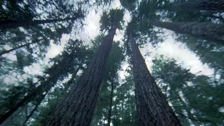 Another Side of the Forest still 1