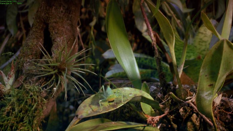 Tropical Rainforest still 4