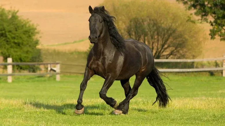 The Adventures of Black Beauty still 1