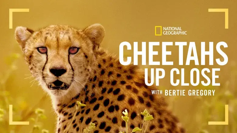 Cheetahs Up Close with Bertie Gregory still 7