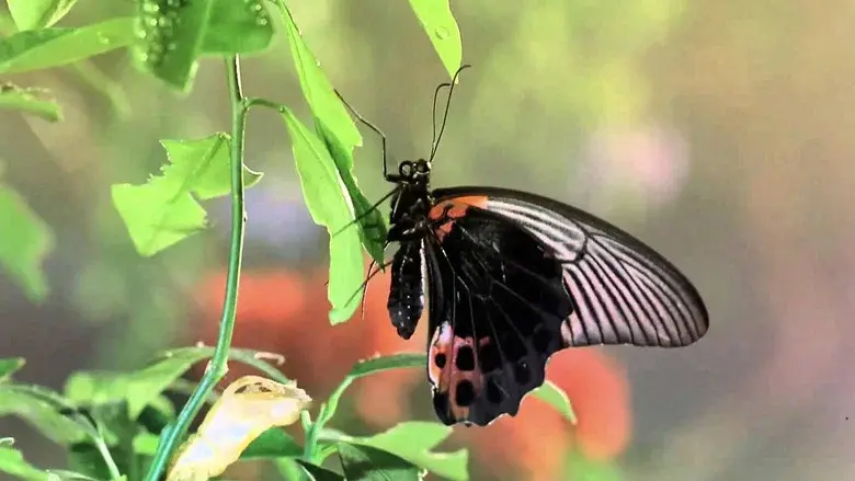 Bugs! still 1