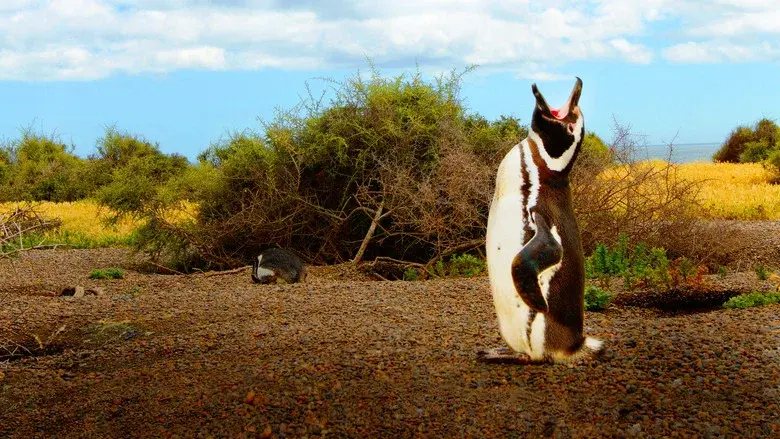 Wild Argentina still 1