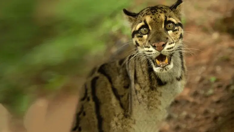 Wild Cats of India still 2