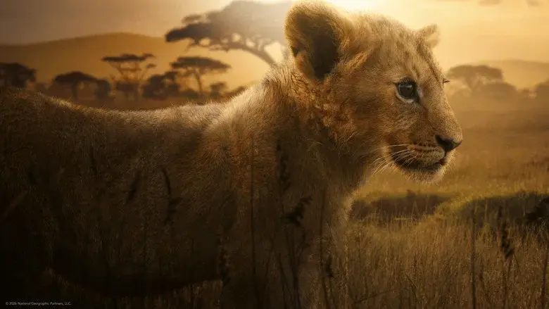 Lion still 6