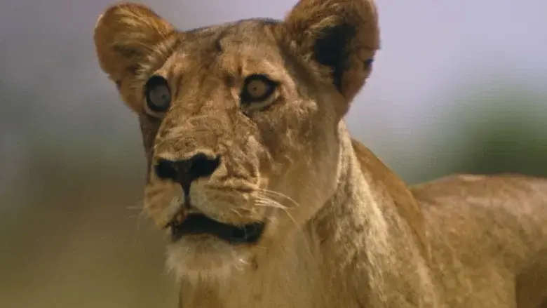 The Lions Rule still 4