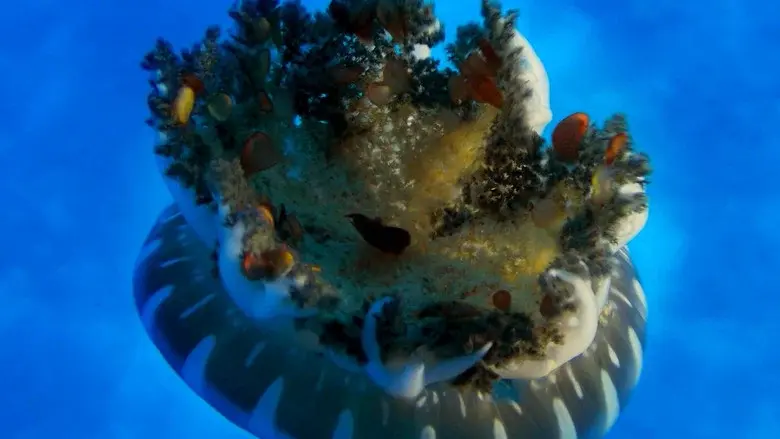 Wonders of the Sea still 2