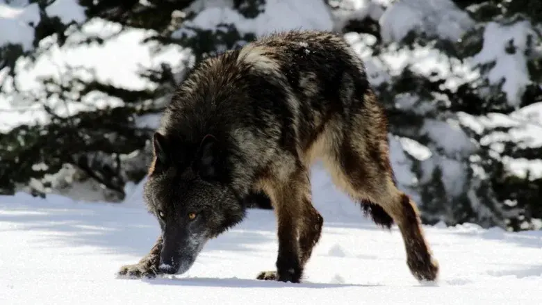 Wild Yellowstone still 7