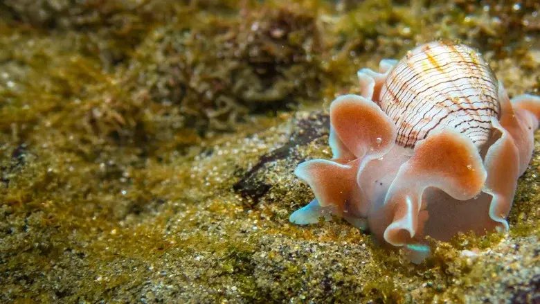 Shells: Shaped by Nature still 3