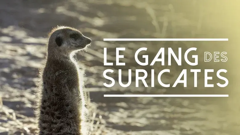 Meet The Meerkats still 5