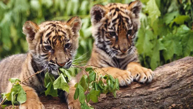 Two Brothers still 4