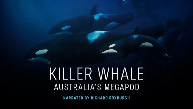 Killer Whale: Australia's Megapod still 1