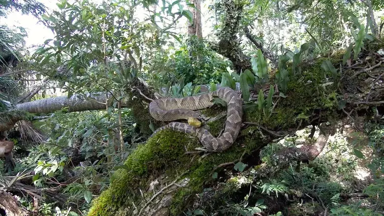 The Unknown Snake of Bolivia still 2