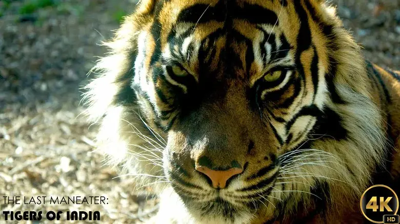 The Last Maneater: Killer Tigers of India still 1