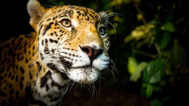 Big Cats still 1