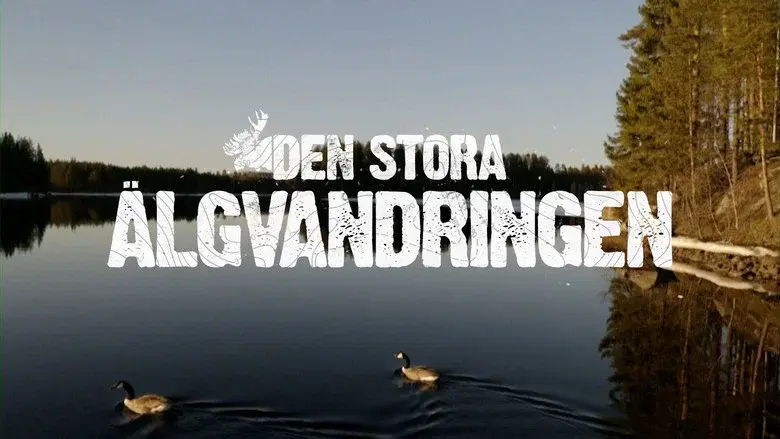 Den stora älgvandringen still 3