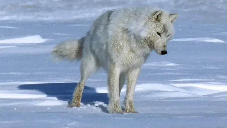The White Planet still 1
