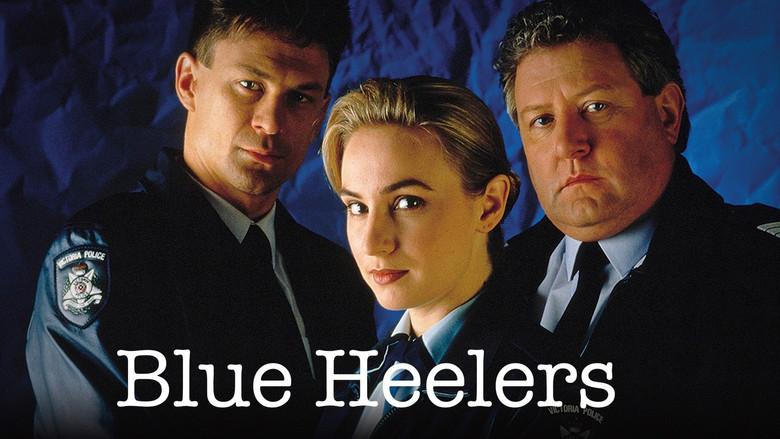 Blue Heelers still 2
