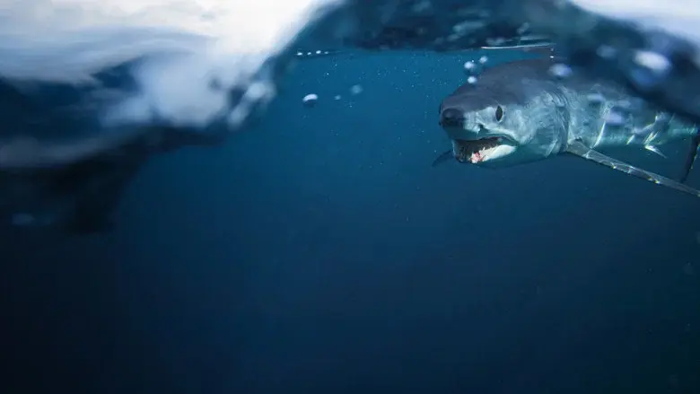 Shark vs. Tuna still 5