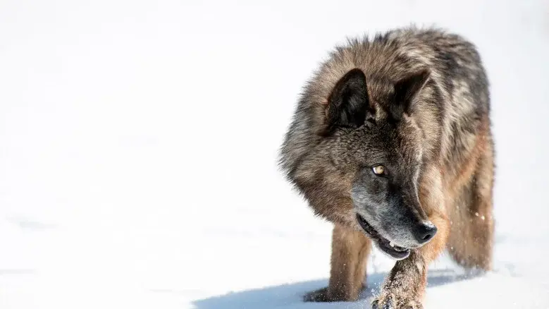 Wild Yellowstone still 6