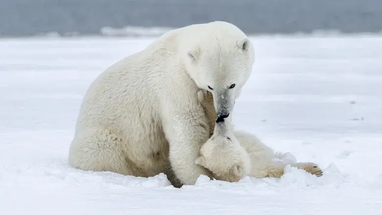 Polar Bear Week with Nigel Marven still 1