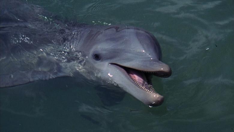 Flipper still 1