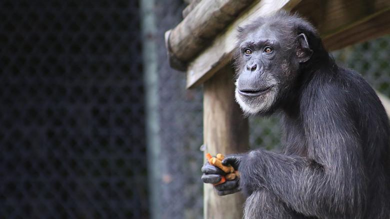 Secrets of the Zoo: Tampa still 3