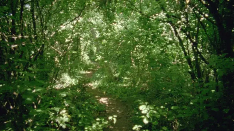 An Island and One Night still 8