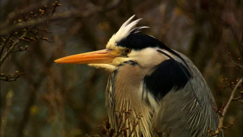 Iolo's Secret Life of Birds still 1