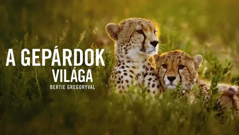 Cheetahs Up Close with Bertie Gregory still 2