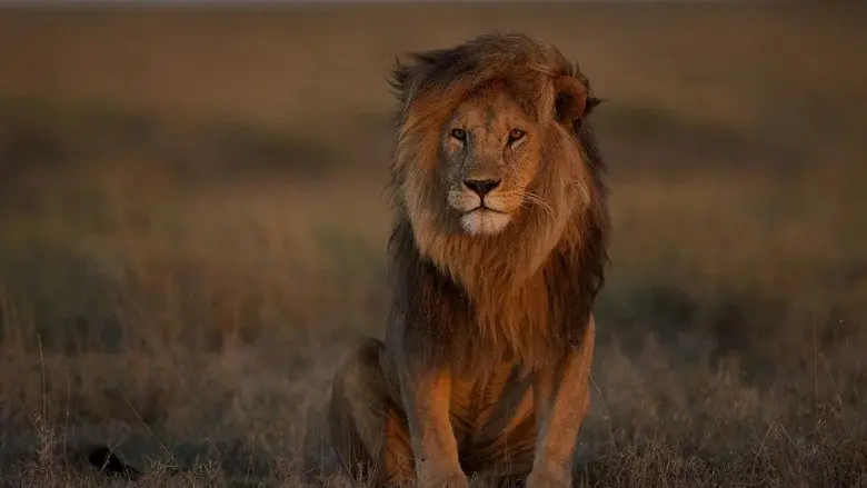 Lion Kingdom still 3