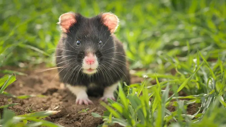 The Last Common Hamsters still 2