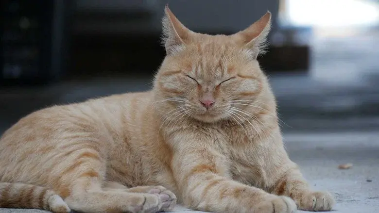 I am a Cat still 1