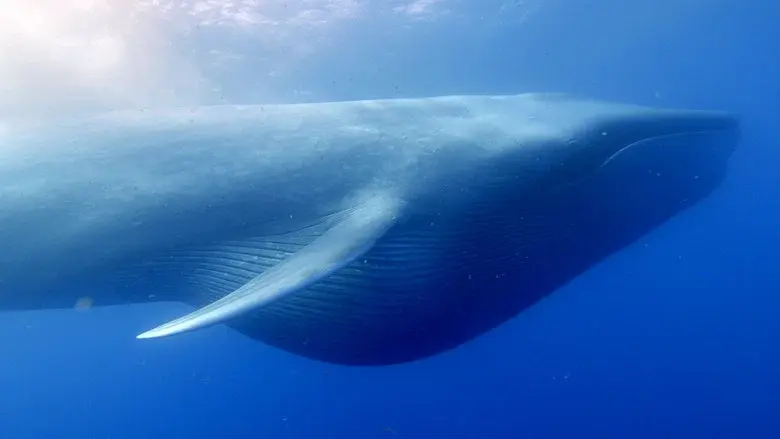 Ocean Giants still 1