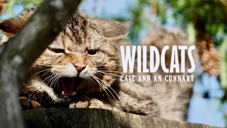 Wildcats: Cait ann an Cunnart still 1