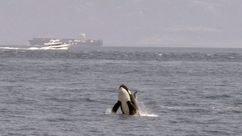 Watch Out for Orcas! Danger Off Gibraltar? still 1