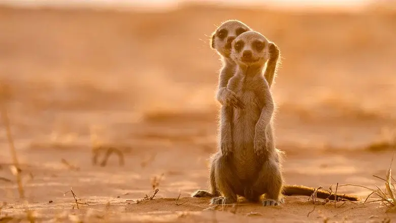 Meerkat Manor: Rise of the Dynasty still 5